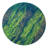 Ekstrakt z alg